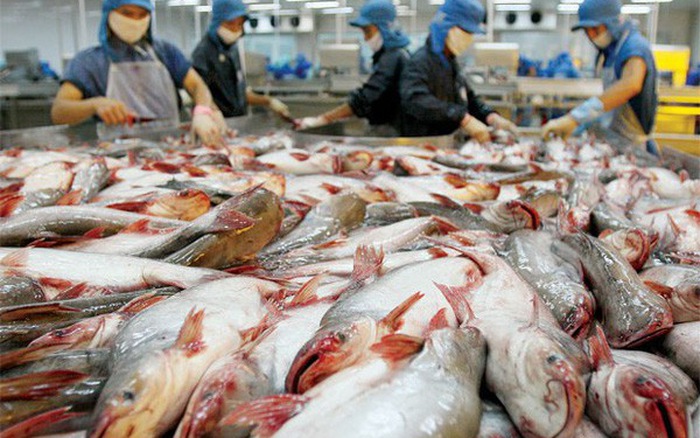 Tra fish prices high on low supply, processers face shortage